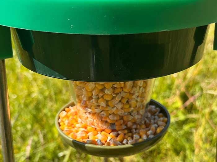 Pheasant and partridge feeding - Image 3