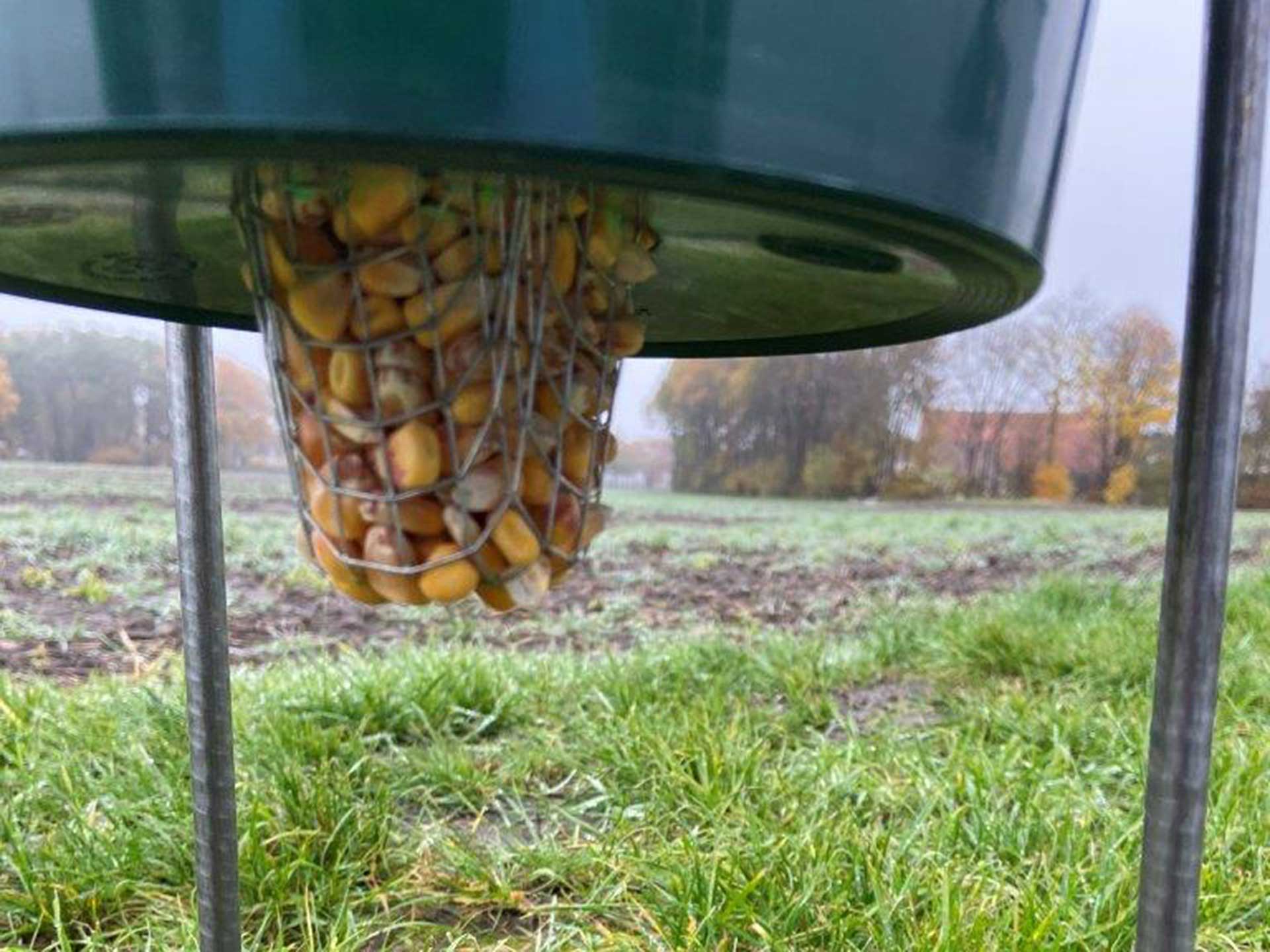 Fasanen- und Rebhuhnfütterung – Bild 2